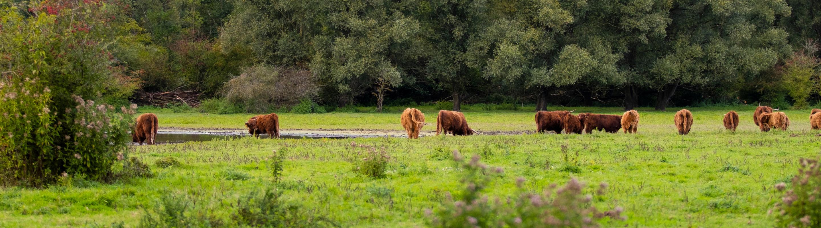 Horsterwold