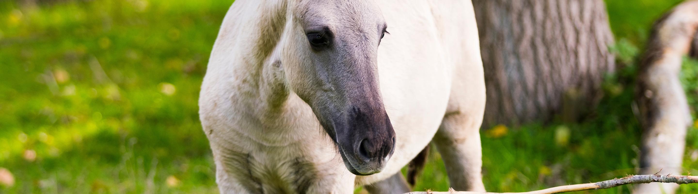 Konik