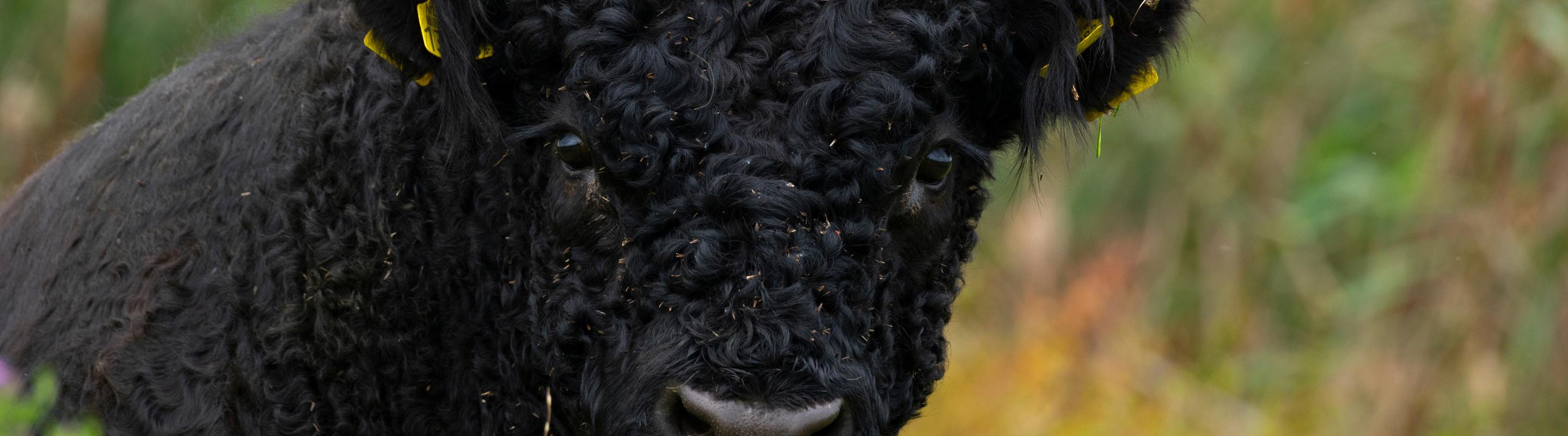 Galloway