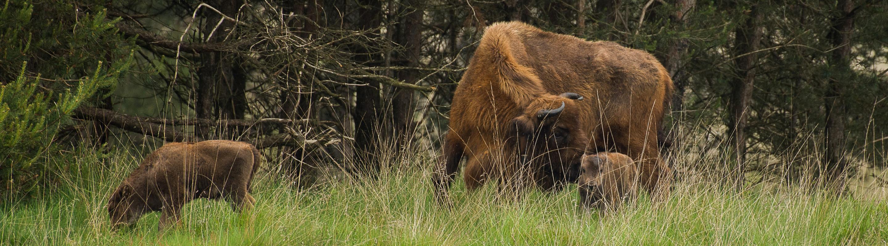 Kalf wisent Veluwe