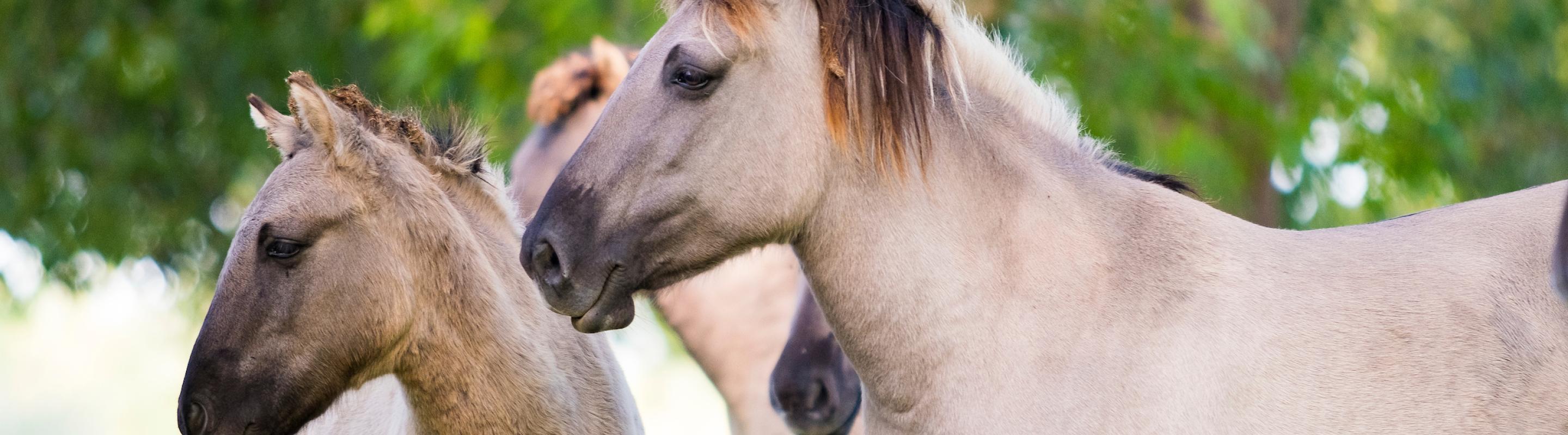 Konik