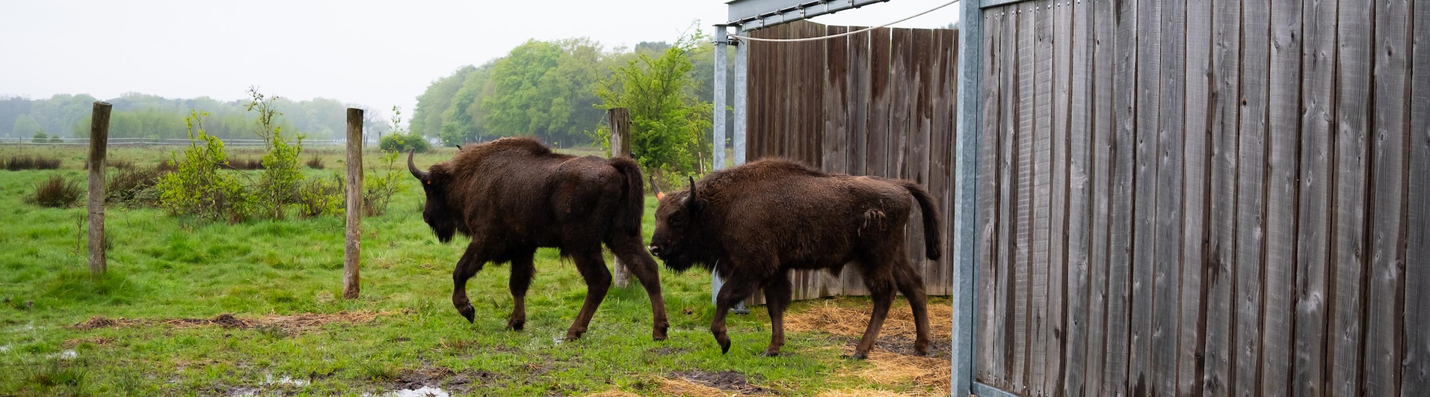 Wisent