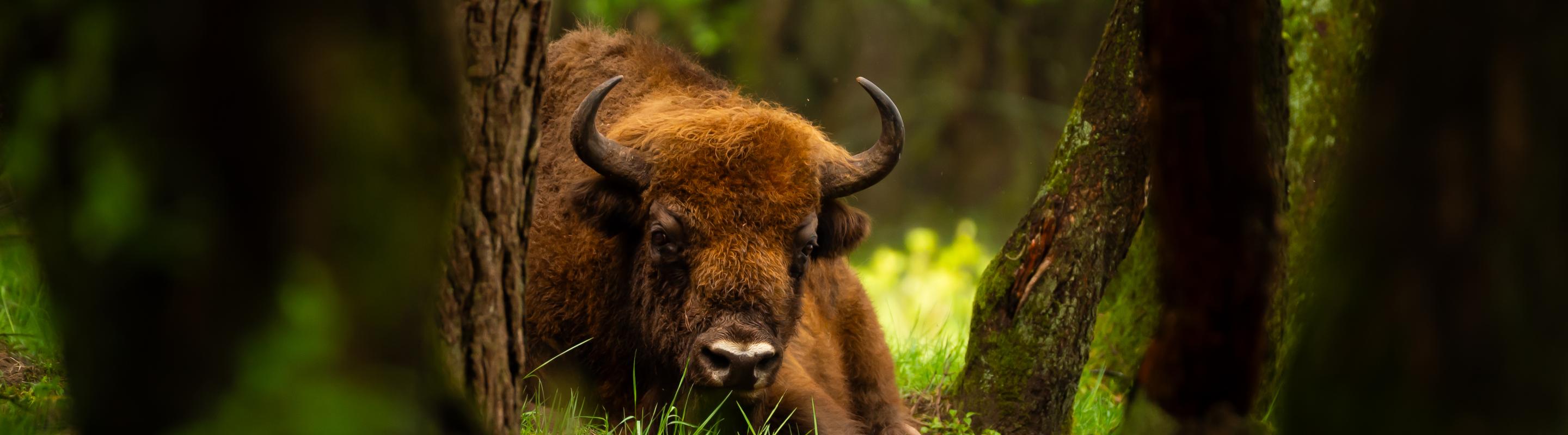 Wisent