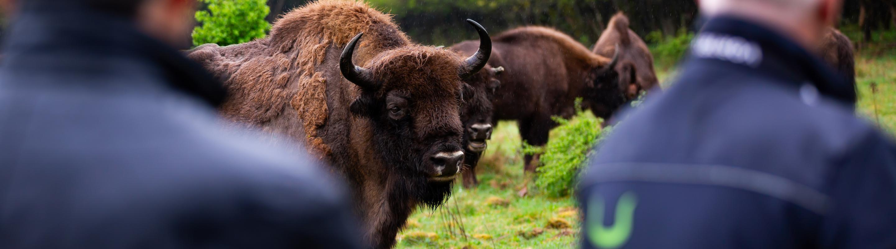 Veluwe