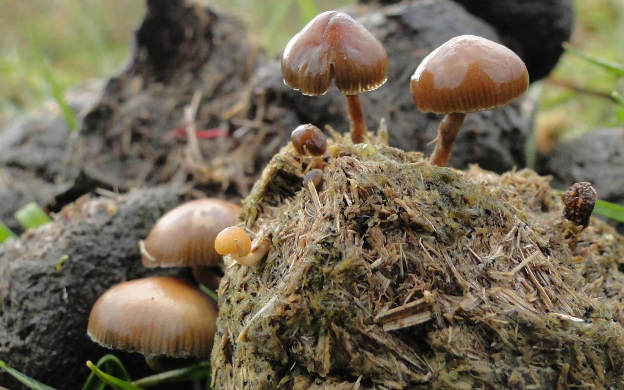 Psilocybe merdicola Keutelkaalkopje