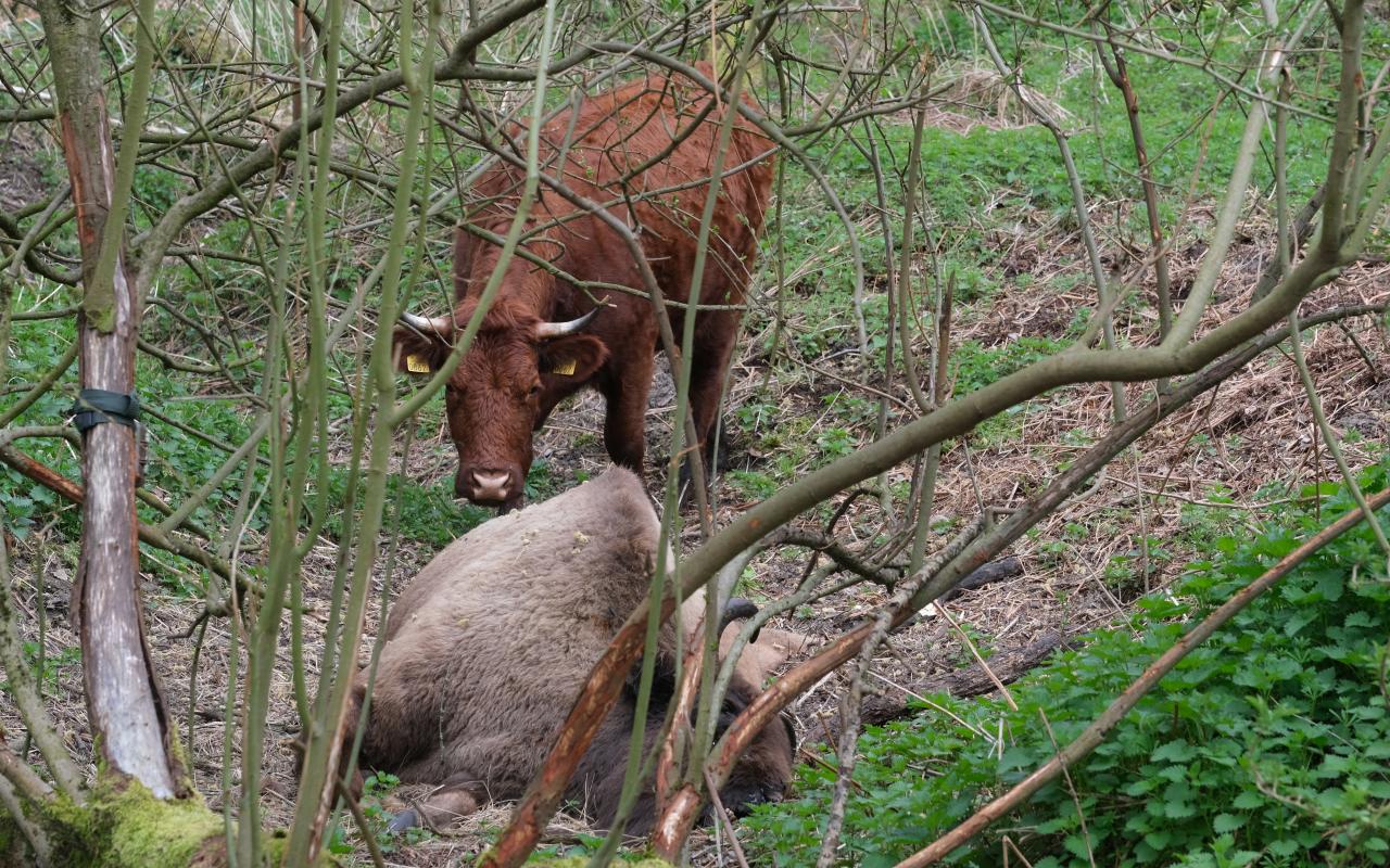 Rode Geus onderzoekt dode wisent © Esther Linnartz - Nieuwdorp