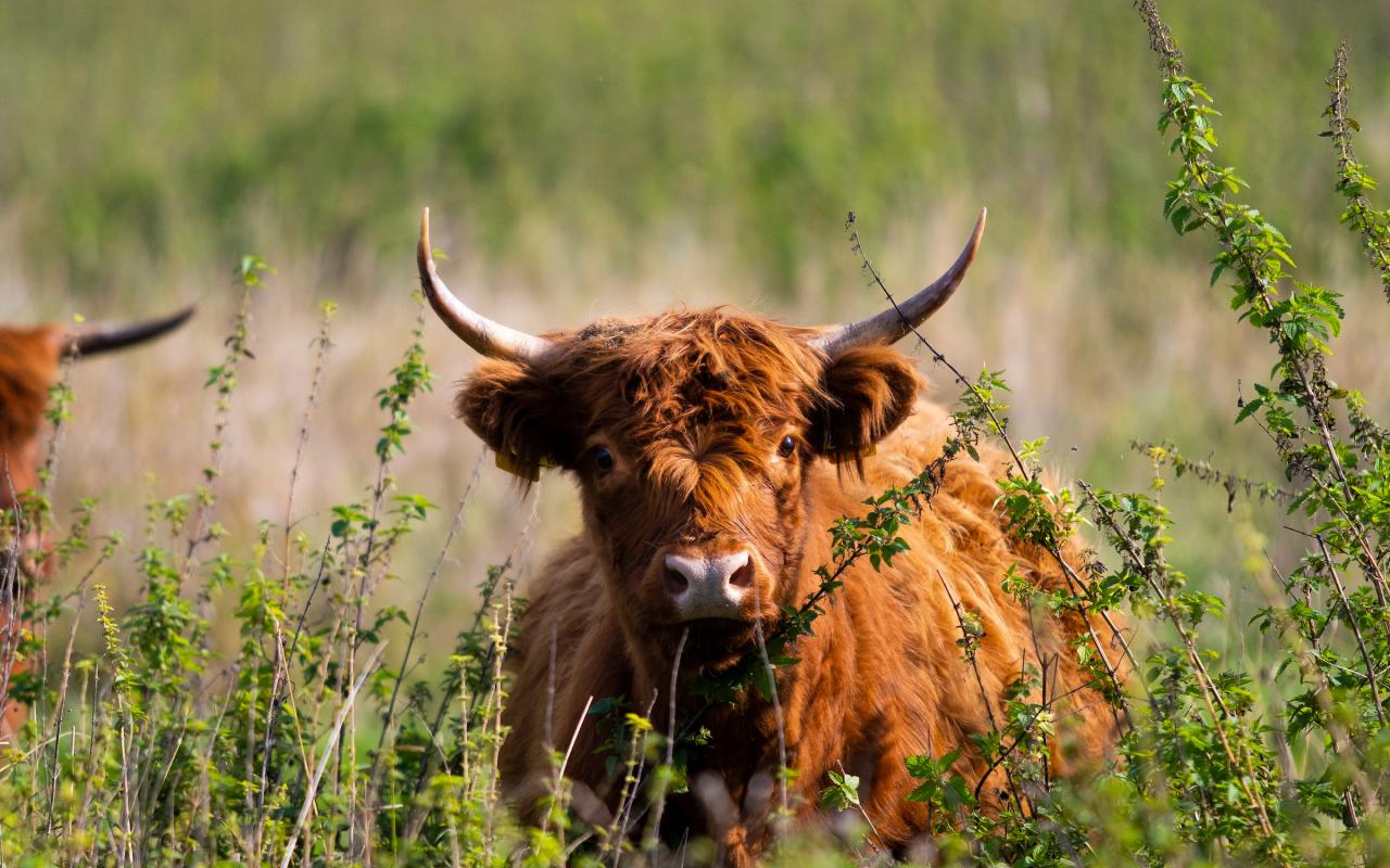 Hooglander Oosterhoutse Waard