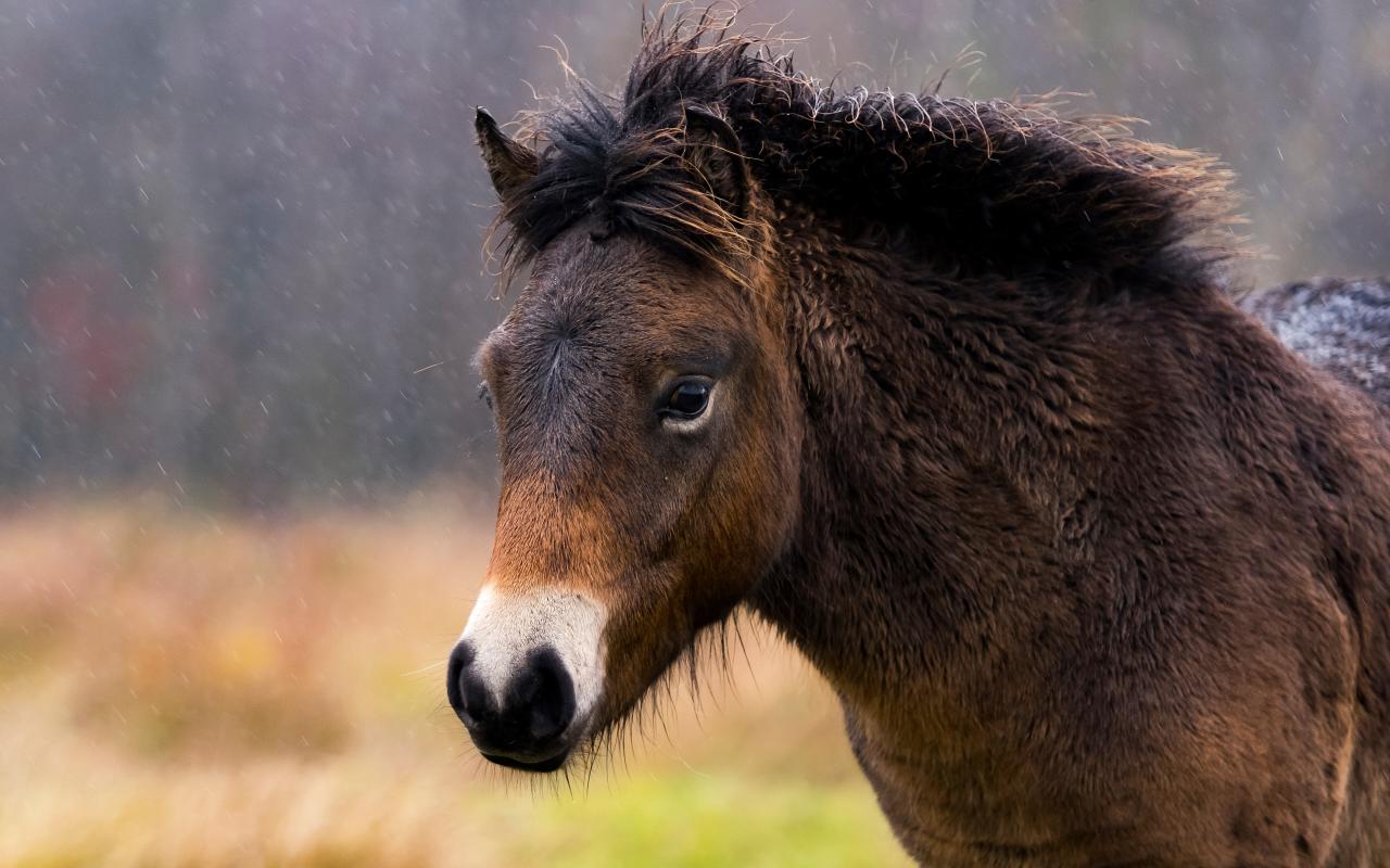 Exmoor op Schiermonnikoog