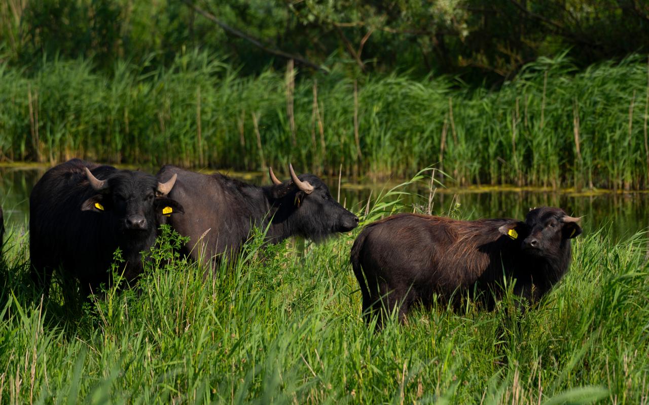 Waterbuffels