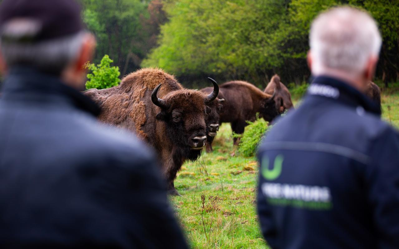 Veluwe