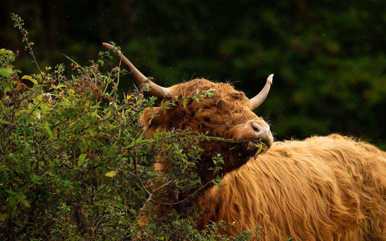 Geuzenbos